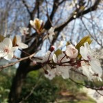 Spring cherry blossoms in Paris
